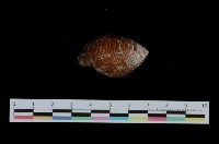 藏品(釣錘旋螺)的圖片